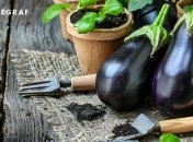 Баклажаны — довольно капризные растения (изображение создано с помощью ИИ)