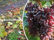 Как правильно обрезать и укрыть виноград на зиму