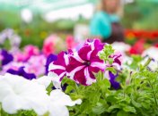 Петунія – популярна рослина у дачників