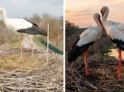 Аисты. Фото с камеры видеонаблюдения за гнездом