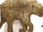 Раскрыта тайна гибели мамонтят Любы и Хромы