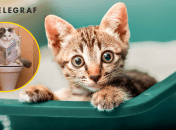 Кошки социальные и умные животные