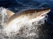 После укуса акулы девочка первым делом попросила сфотографировать ее