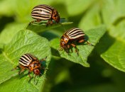 Лук, чеснок и календула - отлично отпугивают жуков, если посадить их рядом