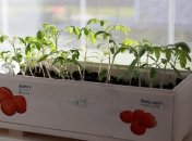 Качество рассады будет отличным, если осуществляется правильный уход