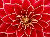 Нужно устроить клубням теплую зимовку