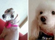 Собаки до і після того, як їх врятував від вуличного життя чилієць Давид Фернанде