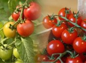 Куда спрятать томаты и как ускорить их дозревание дома