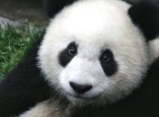 ТОП-10 животных, у которых уровень IQ ниже среднего