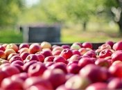 Молодильные яблочки: уникальные свойства для похудения 