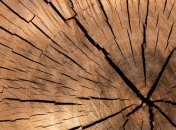 Фруктовое дерево смертельно ранило мужчину на Полтавщине