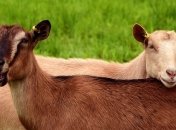 Ученые: козы могут считывать выражения человеческих лиц