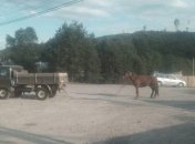 На Закарпатье пьяный лесник привязал коня к машине и волок его по асфальту 