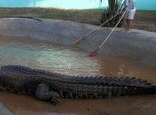Шестиметровый филиппинский крокодил признан самым болшим в мире