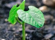 "Сможем лучше понять": ученые проследили за процессом роста созревания семян