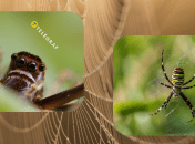 Коллаж "Телеграфа"