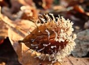 В субботу в Украине синоптики ожидают дожди, в некоторых областях - заморозки