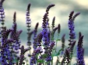 Топ-8 лекарственных растений с мощным противовирусным действием (Фото)