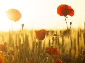 Синоптики місцями прогнозують спеку майже +40°