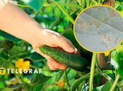 Почему на огурцах желтеют листья