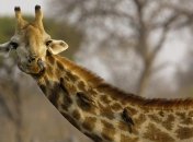 В крымском сафари-парке родился первый жирафенок