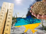 Нынешний урожай зерновых превысил ожидания. Фото Коллаж "Телеграфа"