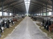 Госстат: Украина снизила производство молока, мяса, яиц