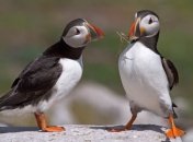 Ученые с помощью птиц поняли, почему человек способен любить