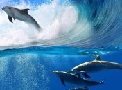 Трагедии с дельфинами и китами