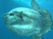 В Тихом океане заметили гигантское существо