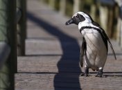 В зоопарке Тбилиси нашли еще одного пингвина