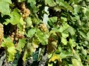 В Севастополе обещают урожай винограда, несмотря на холодную зиму