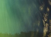 Глобальное потепление может оставить японцев без водорослей