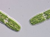 Как растения заселили сушу: водоросли могут дать ответ