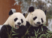 Пандочки, яких на початку листопада забрали із Вашингтона