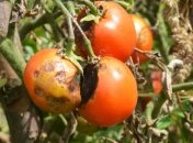 Томаты особенно чувствительны к фитофторозу