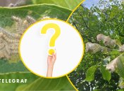 В Украине завелся новый вредитель