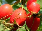 Народные средства для очистки крови 