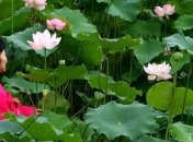 На Корейский полуостров наступают субтропики