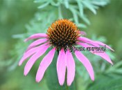 Разобрались, кого поздравляем с Днем ангела 8 августа