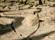 Экстремально жаркую погоду зафиксировали в Чехии