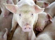 Случаи АЧС с начала года зафиксированы в 15 областях страны