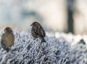 Какой завтра праздник: обычаи, традиции 13 декабря