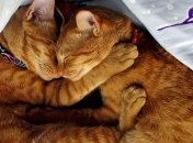 Кошатники оказались умнее любителей собак