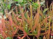 Открытие в Фейсбуке: ботаник выявил новый вид растений