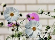 Приметы и обряды на 22 мая – День Николы Вешниго