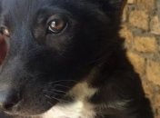 Спасатели освободили трех щенков из каменного плена