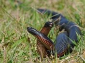 25 сентября 2015, примета дня. Опасайтесь змей