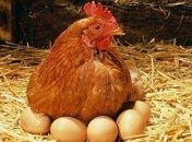 Ученые сделали поразительное открытие про кур