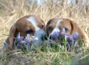 Погода в Украине 7 апреля: тепло, местами осадки